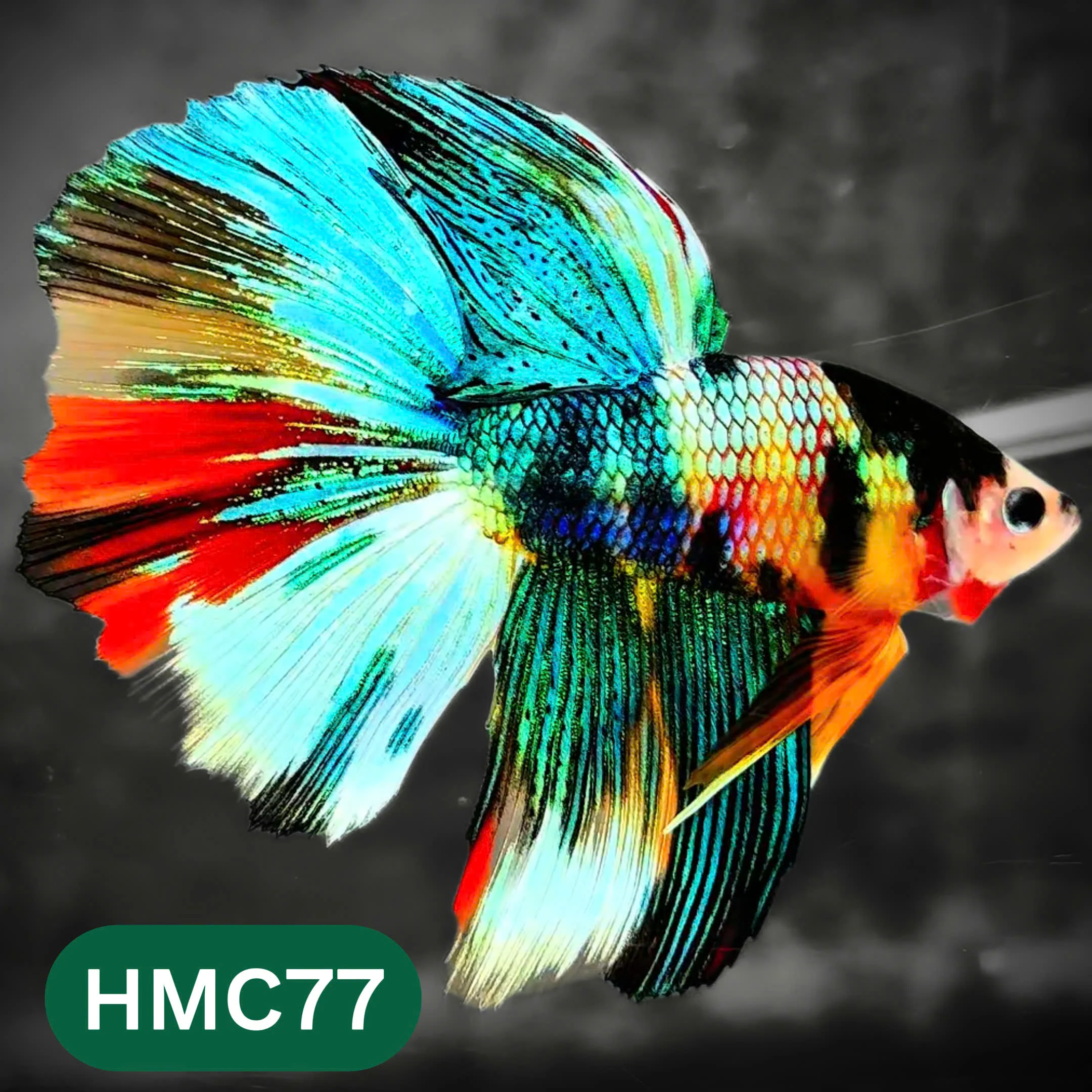 Product image 77